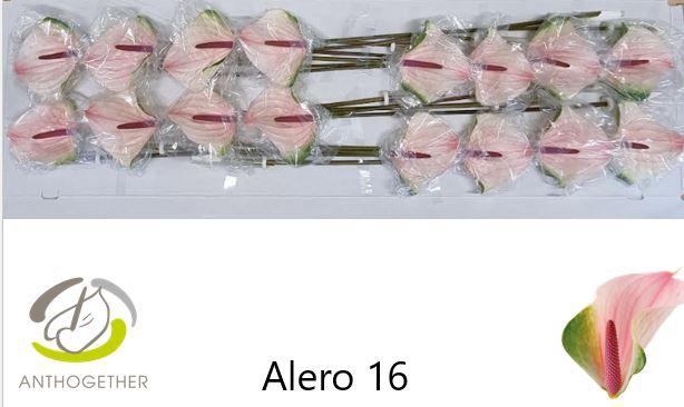 <h4>ANTH A ALERO 16</h4>