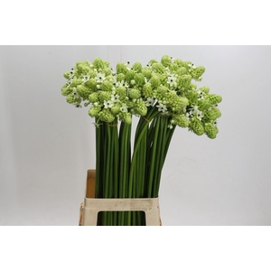 Ornithogalum saundersiae