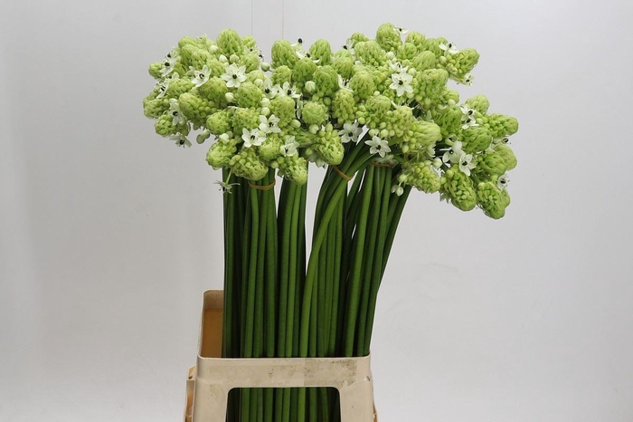 <h4>Ornithogalum saundersiae</h4>