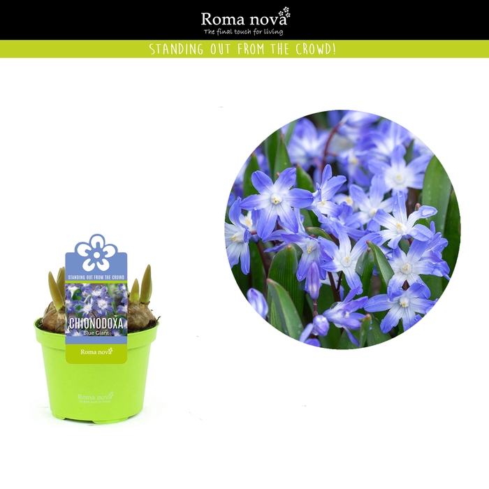 <h4>Chionodoxa Blue Giant 9cm</h4>