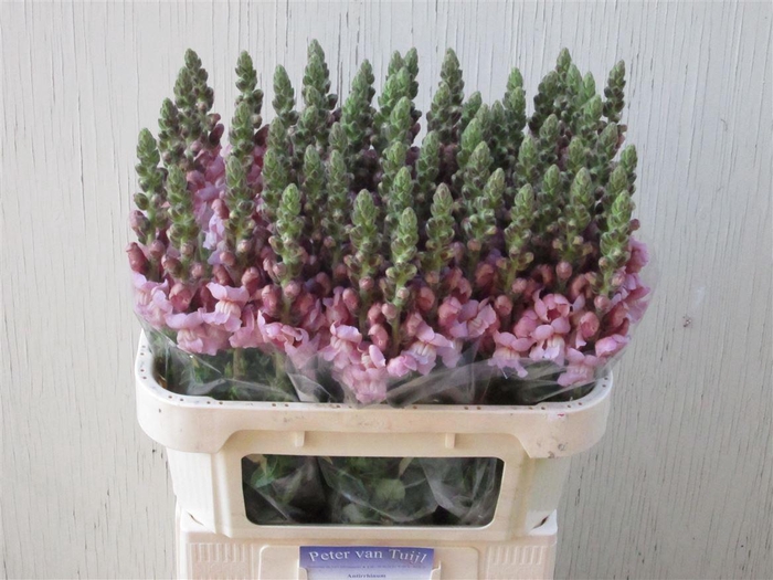 <h4>Antir Maryland Lavender</h4>