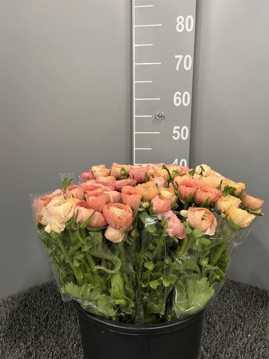 <h4>Ran Eleg Sup Salmon</h4>