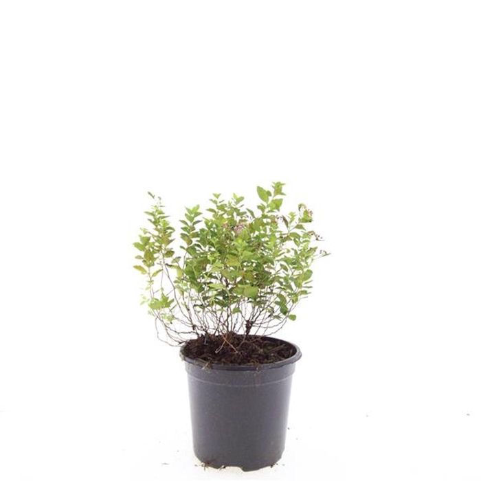 <h4>Spiraea japonica Little Princess</h4>