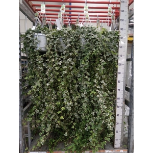 Hedera helix 'White Wonder'