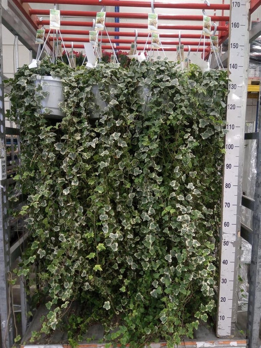 <h4>Hedera helix 'White Wonder'</h4>