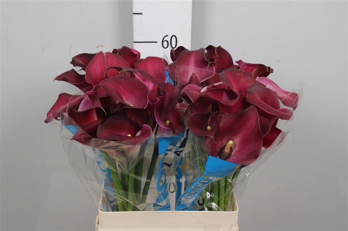 <h4>Zant Bordeaux Art</h4>