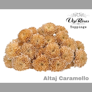 CHR T ALTAJ CARAMELLO