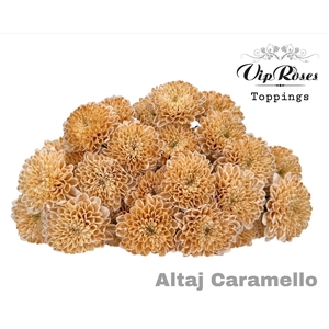 CHR T ALTAJ CARAMELLO