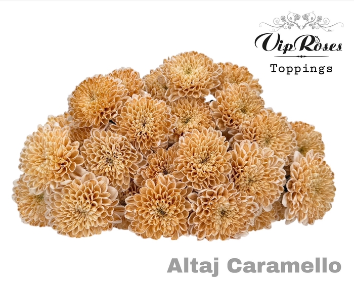 <h4>CHR T ALTAJ CARAMELLO</h4>