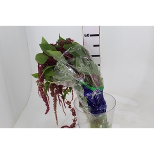 AMARANTHUS VERMELHO PENDENTE 080 CM
