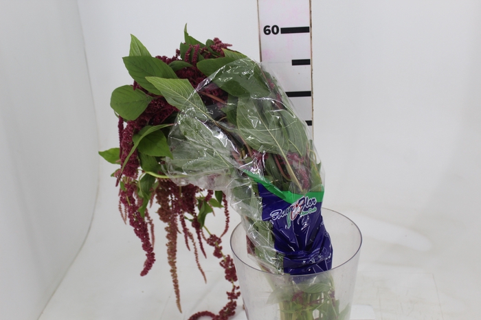 <h4>AMARANTHUS VERMELHO PENDENTE 080 CM</h4>