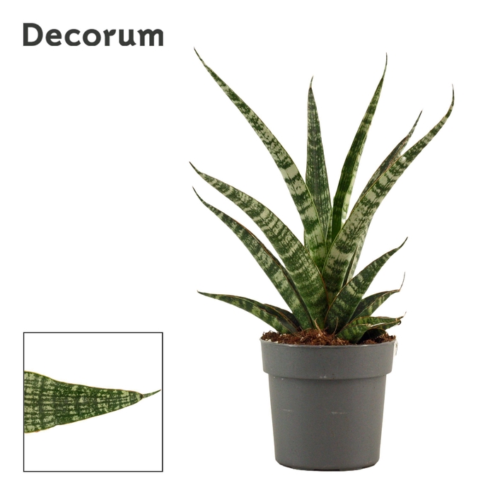 <h4>Sansevieria Tiger Crown 12 cm (Decorum)</h4>