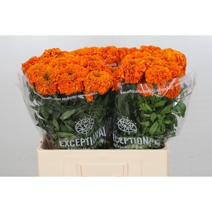 Tagetes Marigold Promise Orange