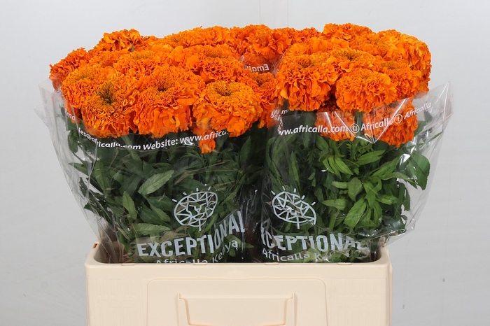 <h4>Tagetes Marigold Promise Orange</h4>