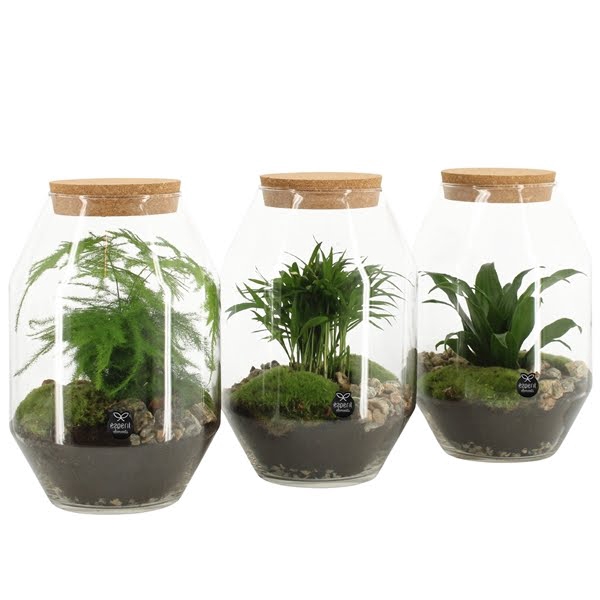 Terrarium Type 90452