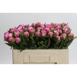 Paeonia Dr A Fleming