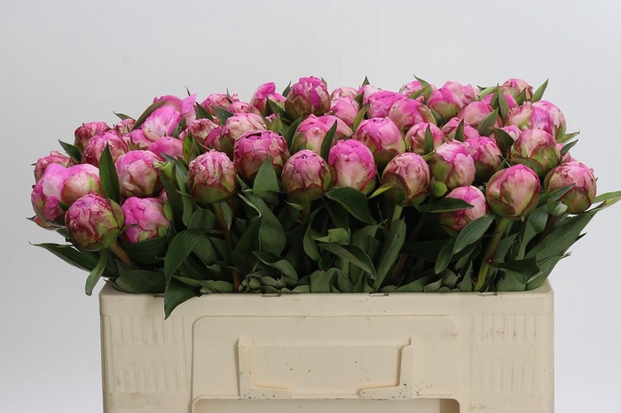 <h4>Paeonia Dr A Fleming</h4>