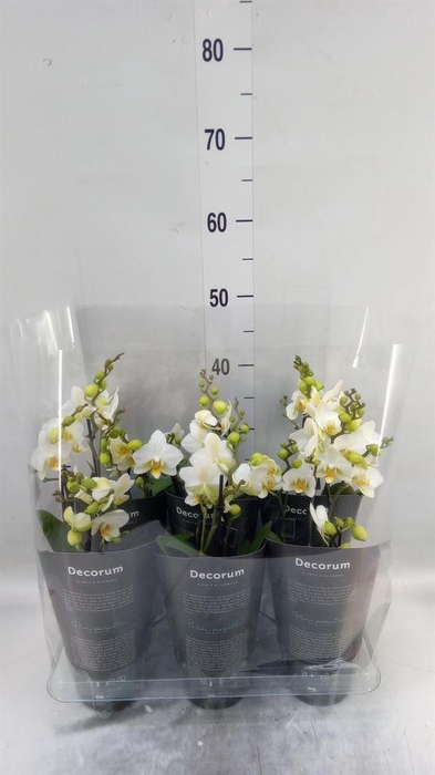 <h4>Phalaenopsis multi. 'Ant Lausanne'</h4>