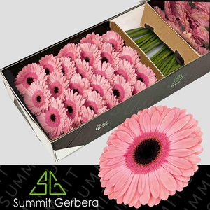Gerbera Debut Doos