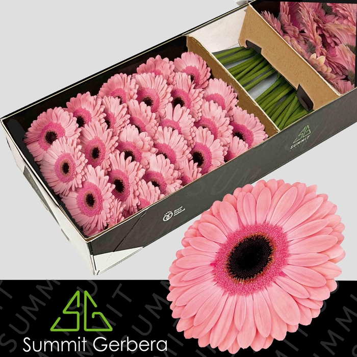 <h4>Gerbera Debut Doos</h4>