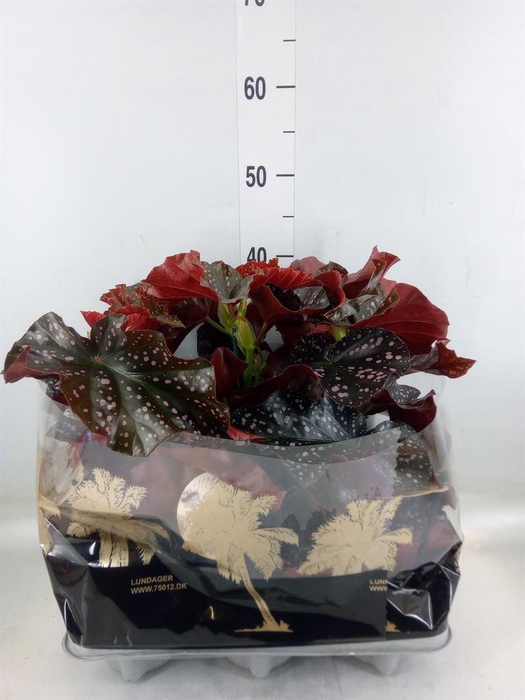 <h4>Begonia maculata</h4>