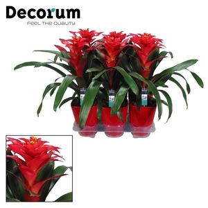Guzmania Optima Squarrosa Luxe Keramiek (Decorum)