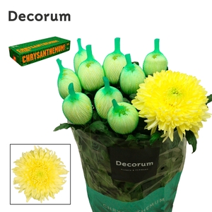 Chrysanten Chr G Magnum Yellow