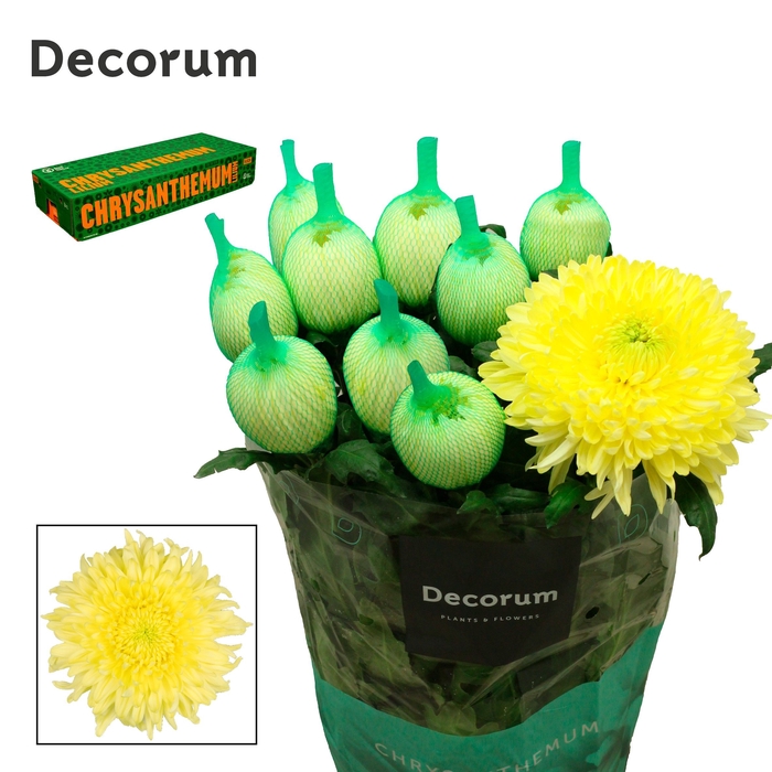 <h4>Chrysanten Chr G Magnum Yellow</h4>