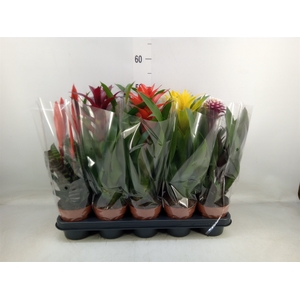 Bromelia   ...mix