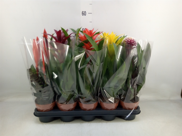 <h4>Bromelia   ...mix</h4>