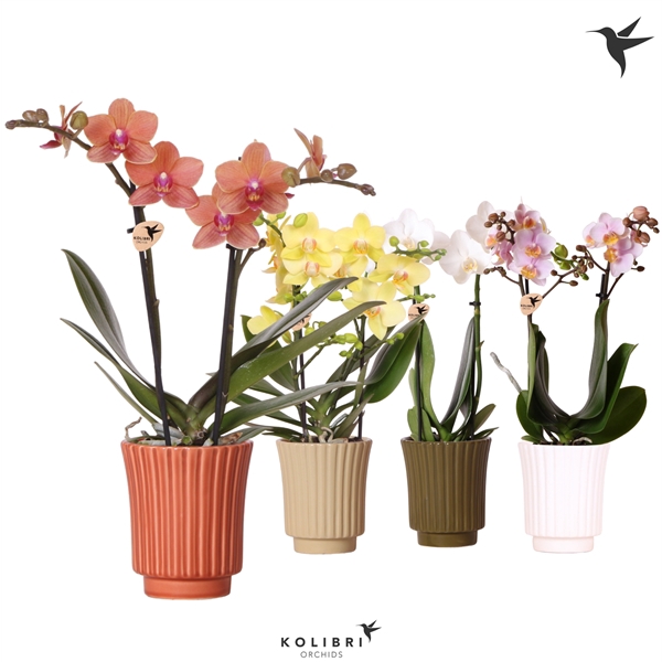 <h4>Kolibri Orchids Phalaenopsis mix 2 spike in Retro pot mix</h4>