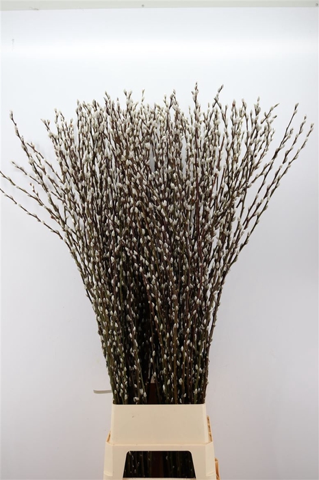 <h4>Salix Wilgenkatjes 150cm P Stem</h4>