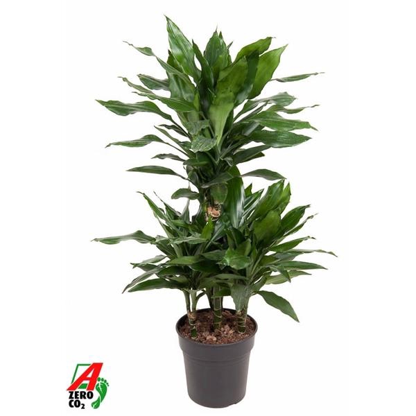 <h4>Dracaena fragrans Deremensis Grp 'Janet Lind'</h4>