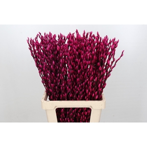 Salix Caprea Snow Flake P. Cerise