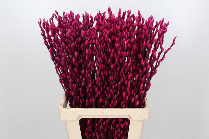 <h4>Salix Caprea Snow Flake P. Cerise</h4>