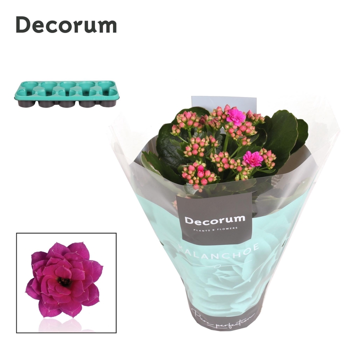 Kalanchoe Decorum - Purple