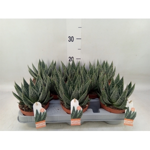 Gasteria