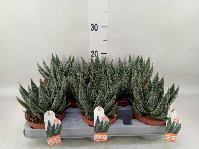 <h4>Gasteria</h4>