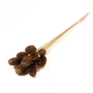 Spruce Cone O/s 10pc Natural