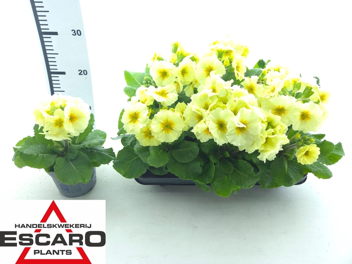 <h4>PRIM EL SIBEL LIME</h4>