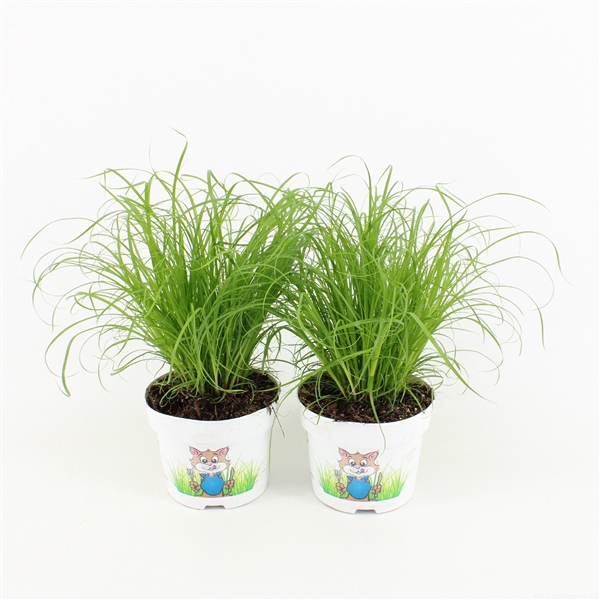 <h4>Cyperus alternifolius 'Zumula'</h4>