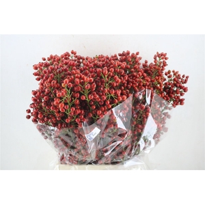 Rosa Starberry P Bunch