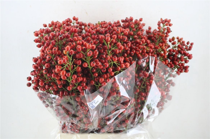 <h4>Rosa Starberry P Bunch</h4>