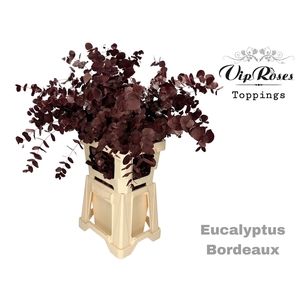Euca Cinerea Bordeaux 300gr