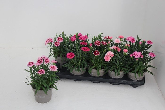 <h4>DIAN OSC GEM</h4>