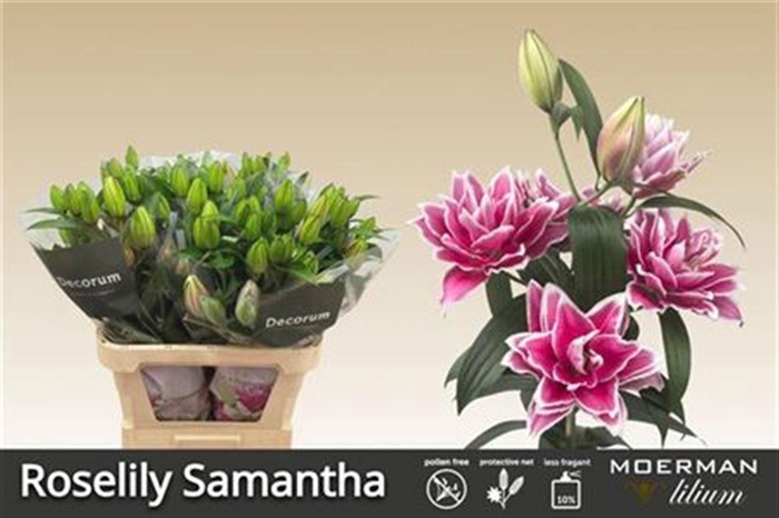 Li Or Du Rl Samantha