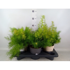 Asparagus dens. 'Sprengeri'