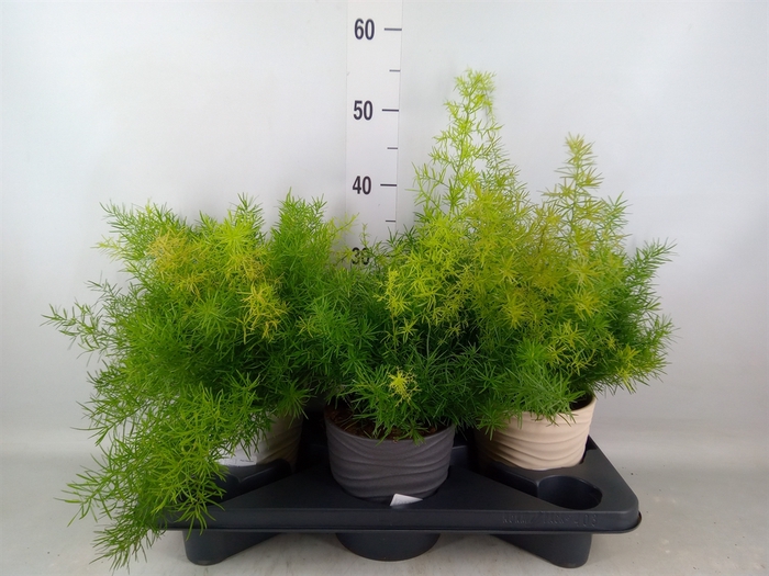 <h4>Asparagus dens. 'Sprengeri'</h4>