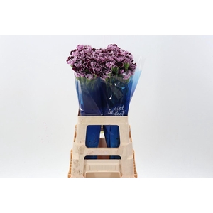 Dianthus ST 'Minerva'