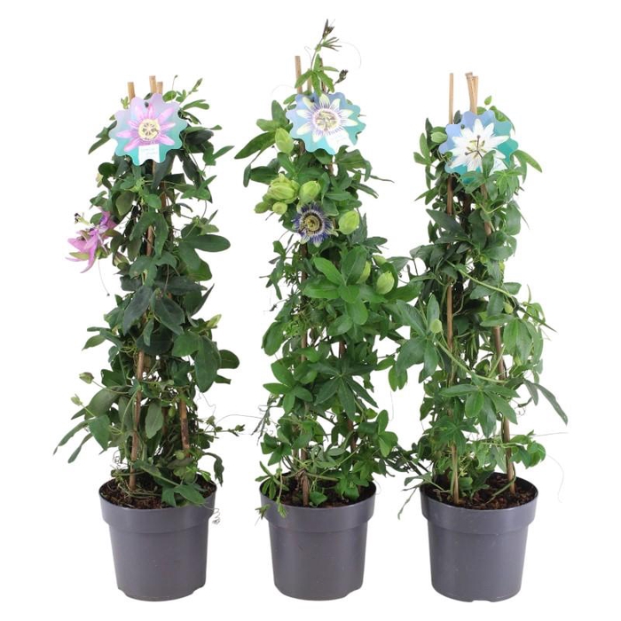 <h4>Passiflora pyramide</h4>